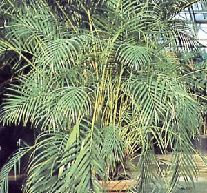 Chrysalidocarpus Lutescens